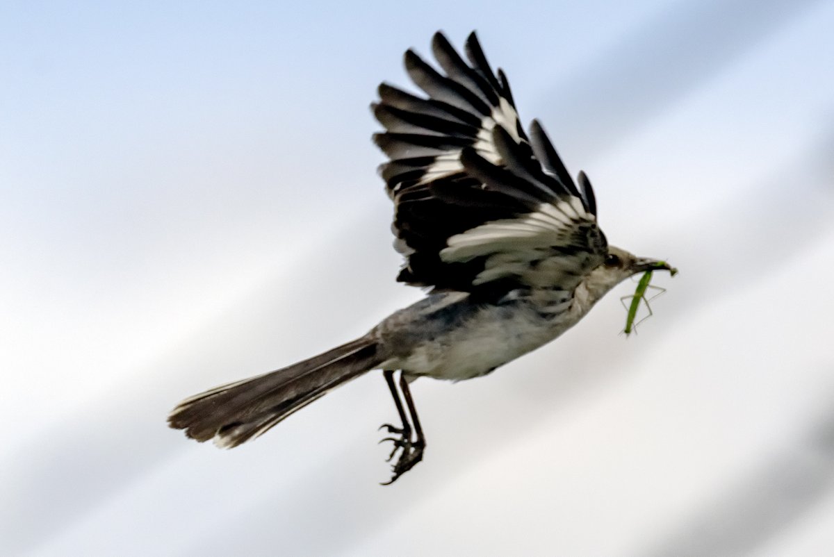 Mark Garfinkel (@pictureboston) on Twitter photo I found a mockingbird crunching on a praying mantis near Belle Isle Marsh in East Boston, today. <a href="/NBC10Boston/">NBC10 Boston</a> I found a mockingbird crunching on a praying mantis near Belle Isle Marsh in East Boston, today. <a href="/NBC10Boston/">NBC10 Boston</a>