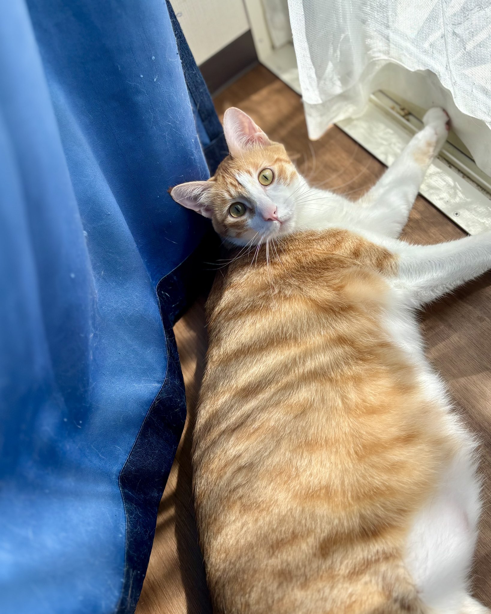 いつでもどこでも猫まみれ🐱 on X: 