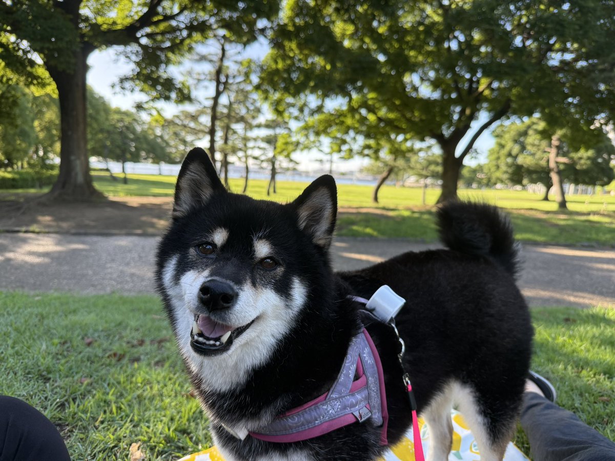 yuzumame1's tweet photo. ゆず日記🐕
暑いから早朝6時散歩
みなとみらいの臨港パークで朝ごはん食べながらのマッタリ散歩をしてから、日本大通りにあるテラス席付きのgooz でのんびりできたね

#黒柴 #臨港パーク #日本大通り #gooz https://t.co/jnewzCQyrP