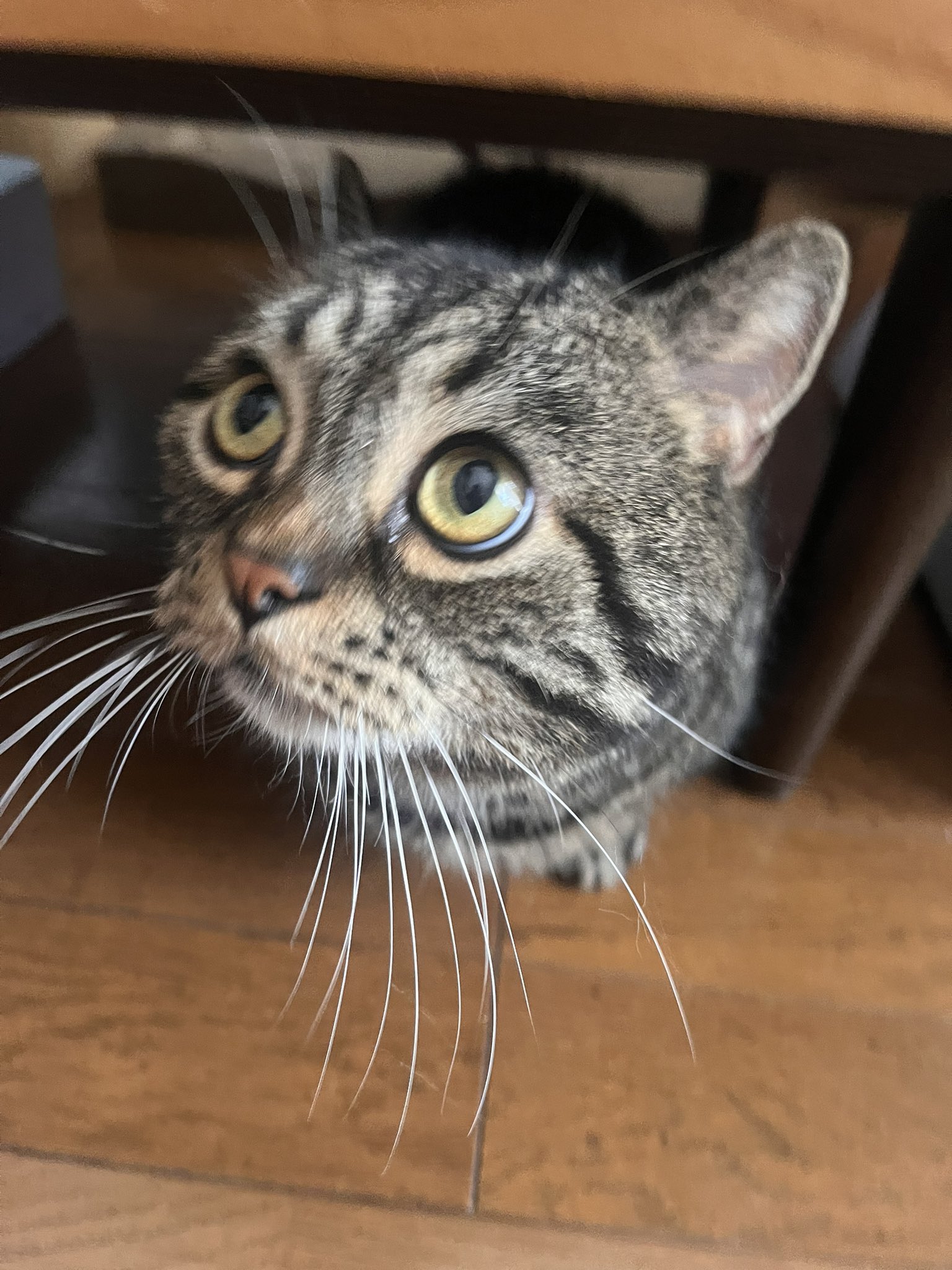 ねこ 33795-50-