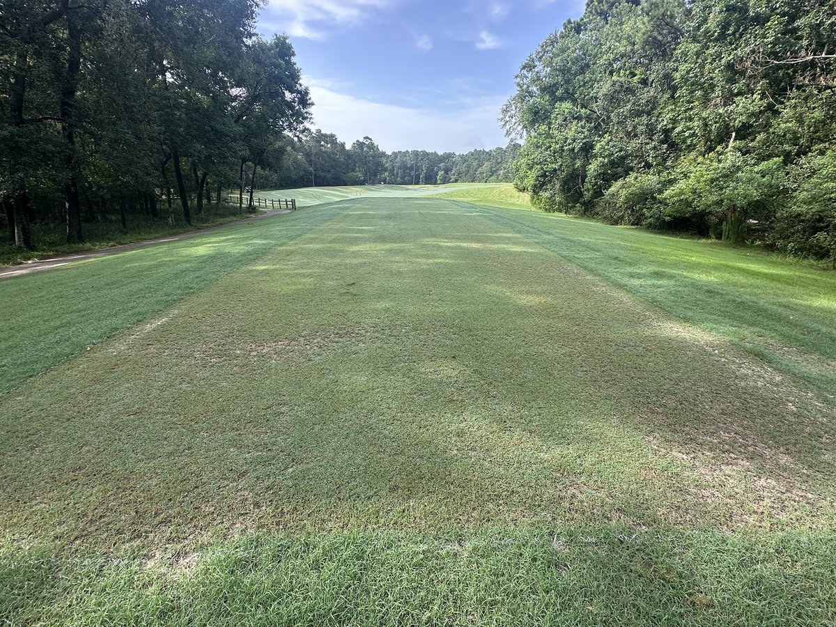 15 days after fraise mow. Overall not too bad. Just got a good topdress down, more Calcium Nitrate, reshaped mow patterns, tomorrow a good foliar package with Primo. More steps to take, but in a couple more weeks should be good to go. Pics don’t do them justice..