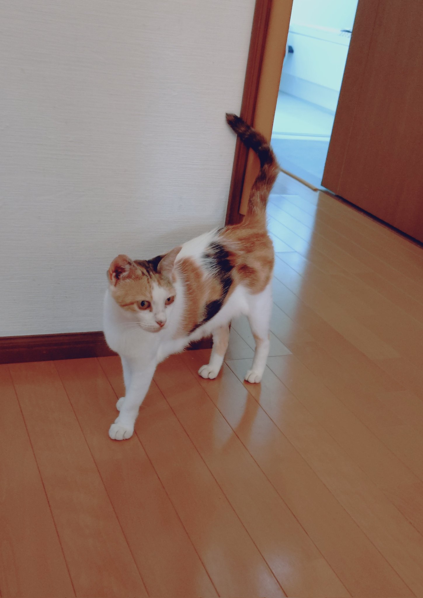 ⭐︎雪丸⭐︎のびねこ大阪【しらんけどー】⑤ おーはしみっこ on X: 