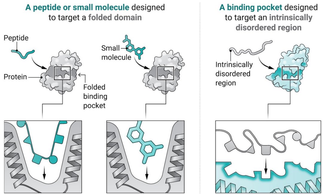 SciencNews's tweet image. Undruggable ‘disordered’ proteins become druggable with new AI techniques from David Baker. @ScienceMagazine
science.org/doi/10.1126/sc…
