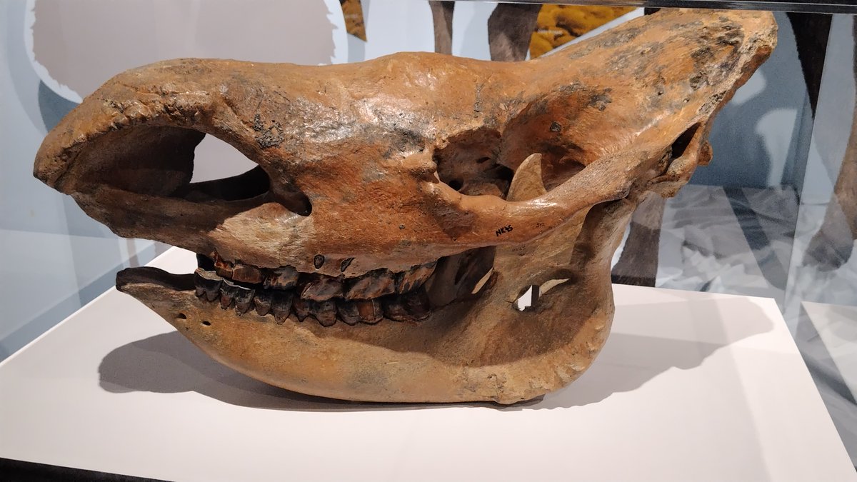 上野の国立科学博物館の「氷河期展」（7/12~10/13）。 4万年前の