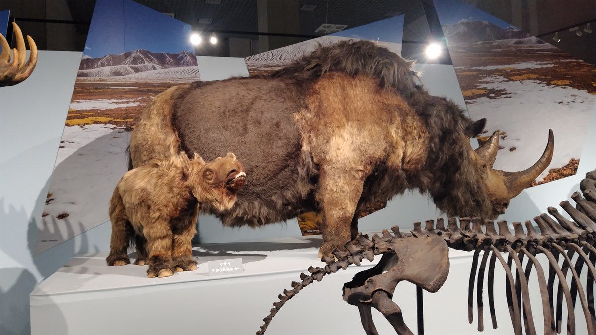 上野の国立科学博物館の「氷河期展」（7/12~10/13）。 4万年前の