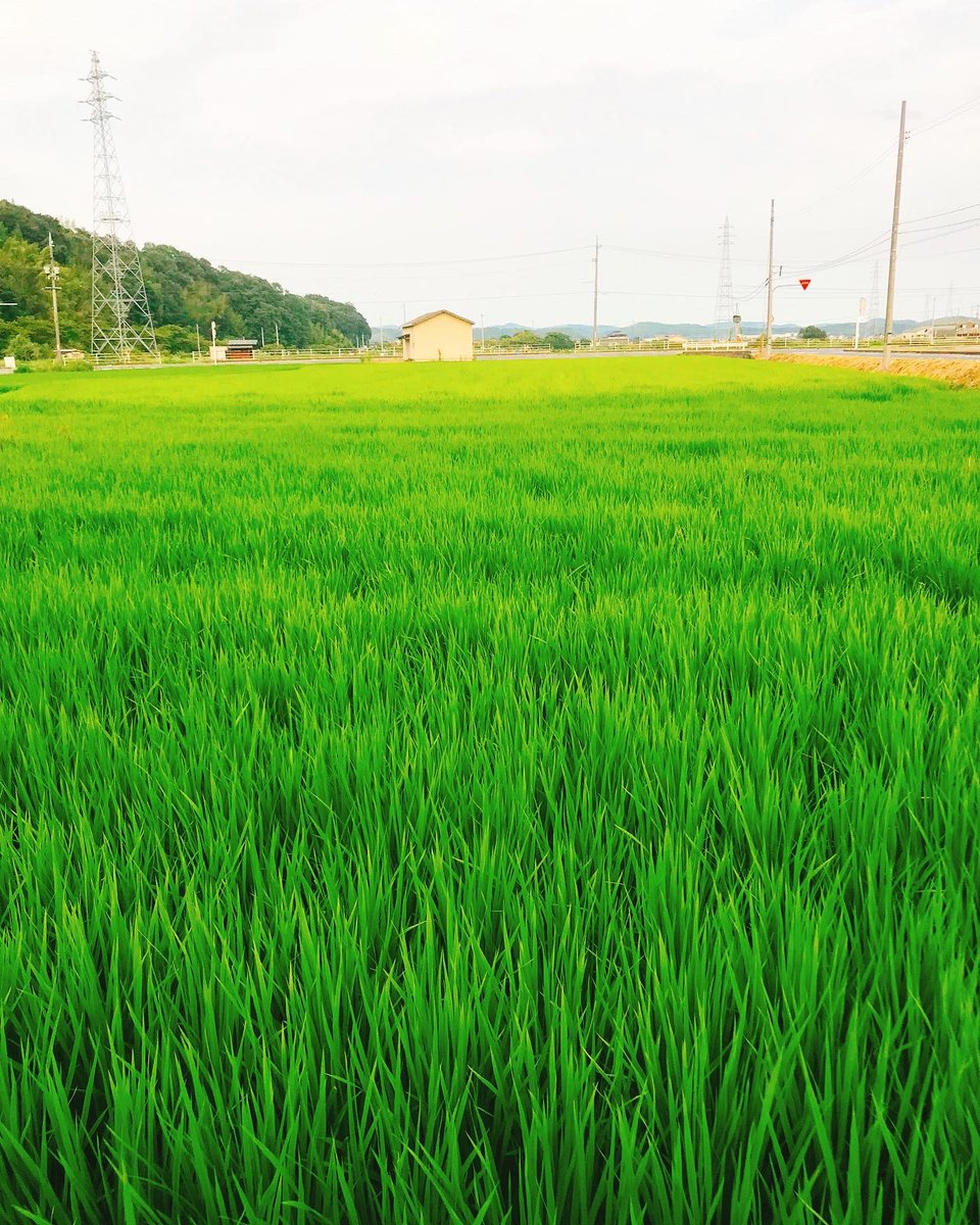 Setouchimyfarm's tweet image. この国を未来に引き継ぐ為に
ライフワークである江戸農書の研究で見えてきたものは、無名な伝書から有名な農書の白眉にいたるまで書かれている事は、
『子々孫々の為の農業技術の伝承』…
