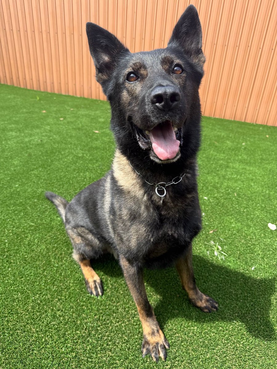 MiamiDade_SO's tweet image. Happy Birthday K9 Blaze! 🎉🐾
Here’s to another year of paws and patrols! 🚔