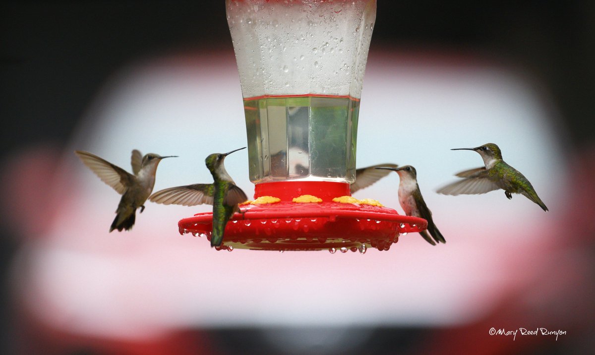 MaryReedRunyon1's tweet image. #Hummingbirds