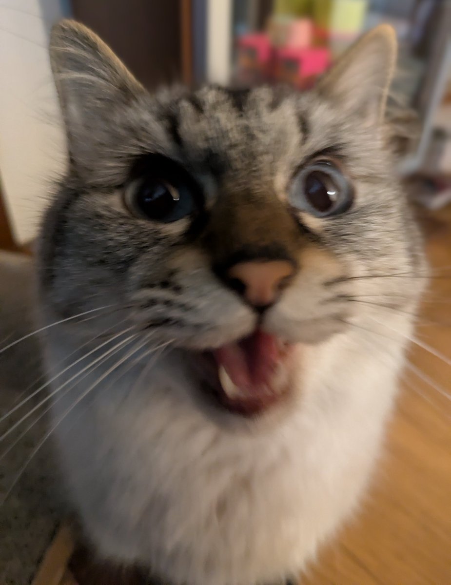 土アップ 😺

#土アップ #土アップ祭
#猫 #ねこかわいいね
#猫好きさんと繋がりたい