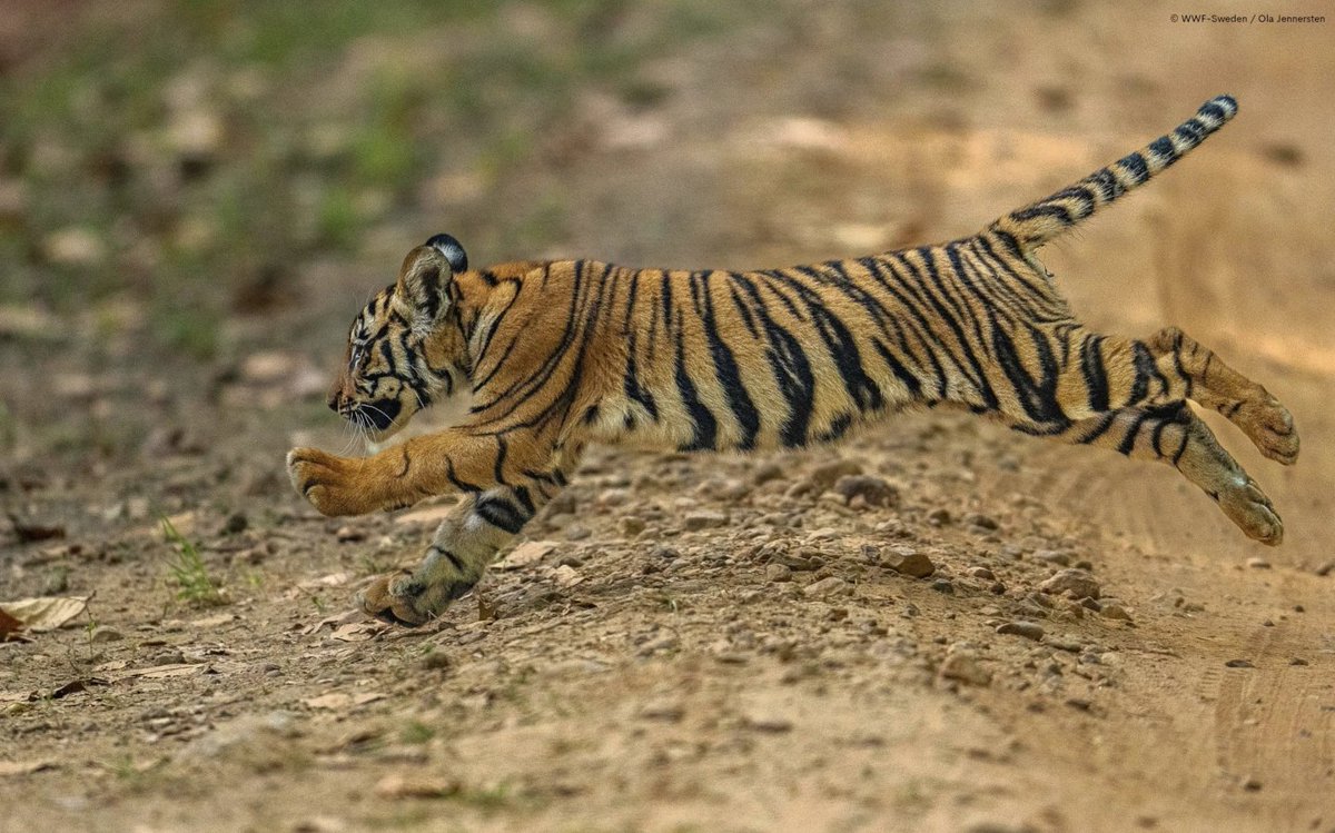 🌴 Vagrant 🌴 (@vagranttravels) on Twitter photo 