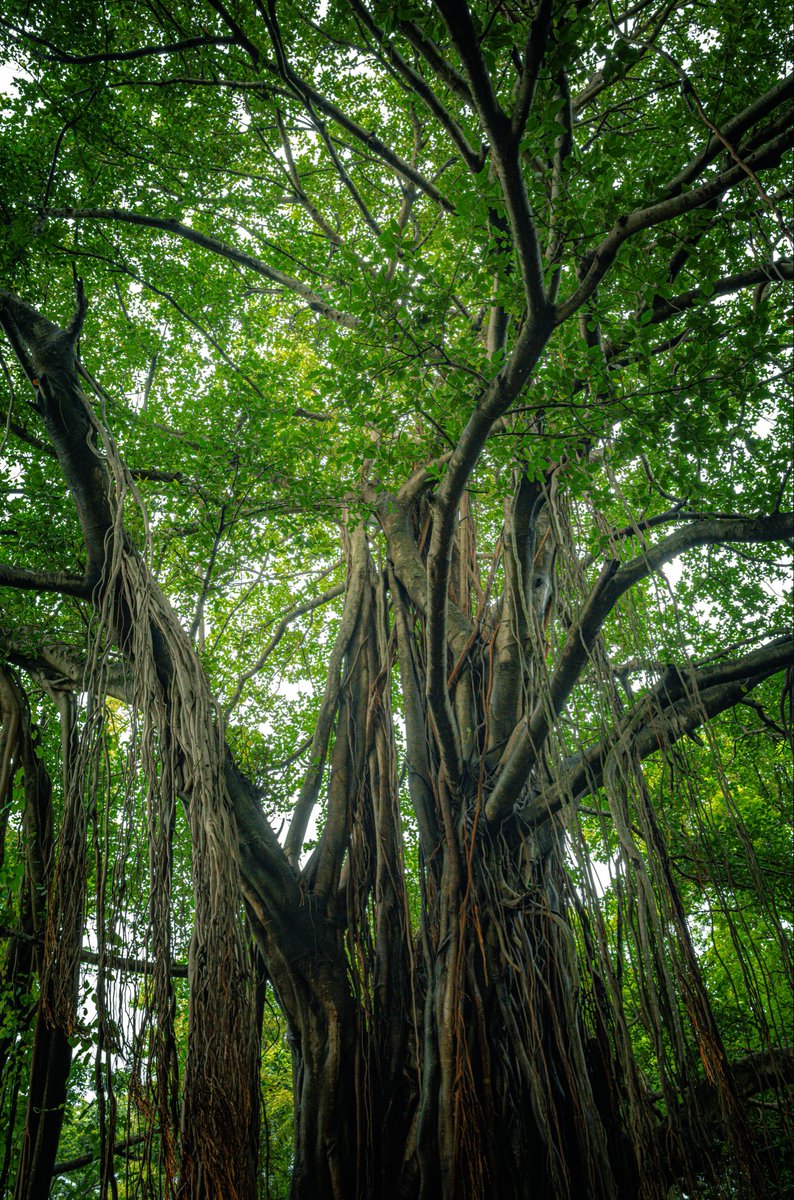 Tree of the Spririts.