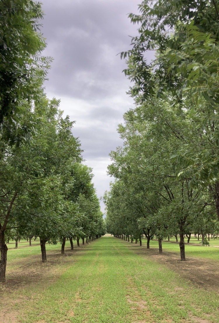 Adam Hixson (@hixsona) on Twitter photo New Mexico pecan orchards are a site to behold!!  #eatpecans New Mexico pecan orchards are a site to behold!!  #eatpecans
