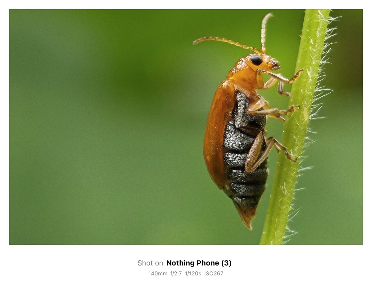 jithin2311's tweet image. Check out these sample photos taken with Nothing Phone (3) in Macro Mode 🌍
Macro photography on the Nothing Phone (3) isn’t just a feature—it’s an experience. Perfect for creators, nature lovers, or anyone who wants to see the world up close and in stunning detail.