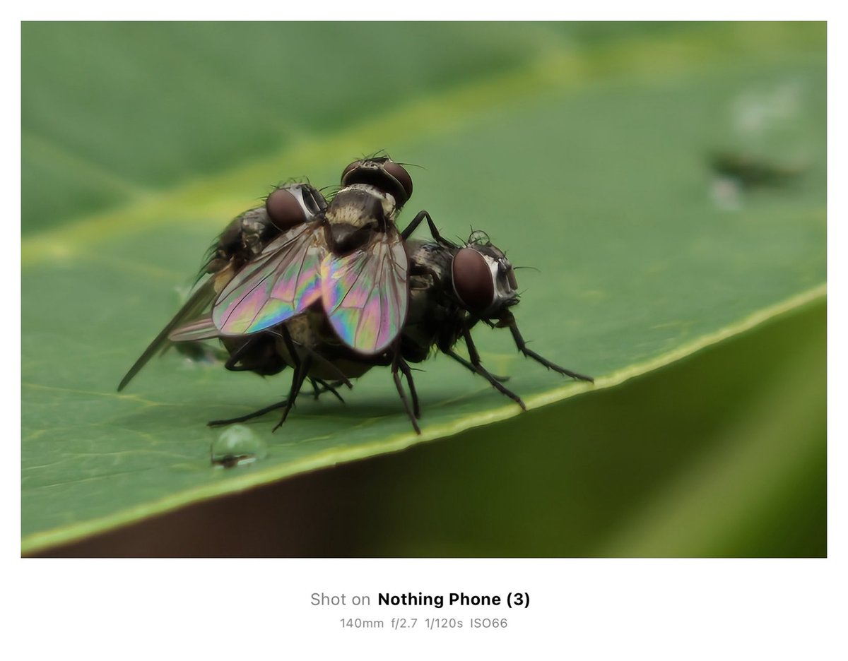 jithin2311's tweet image. Check out these sample photos taken with Nothing Phone (3) in Macro Mode 🌍
Macro photography on the Nothing Phone (3) isn’t just a feature—it’s an experience. Perfect for creators, nature lovers, or anyone who wants to see the world up close and in stunning detail.