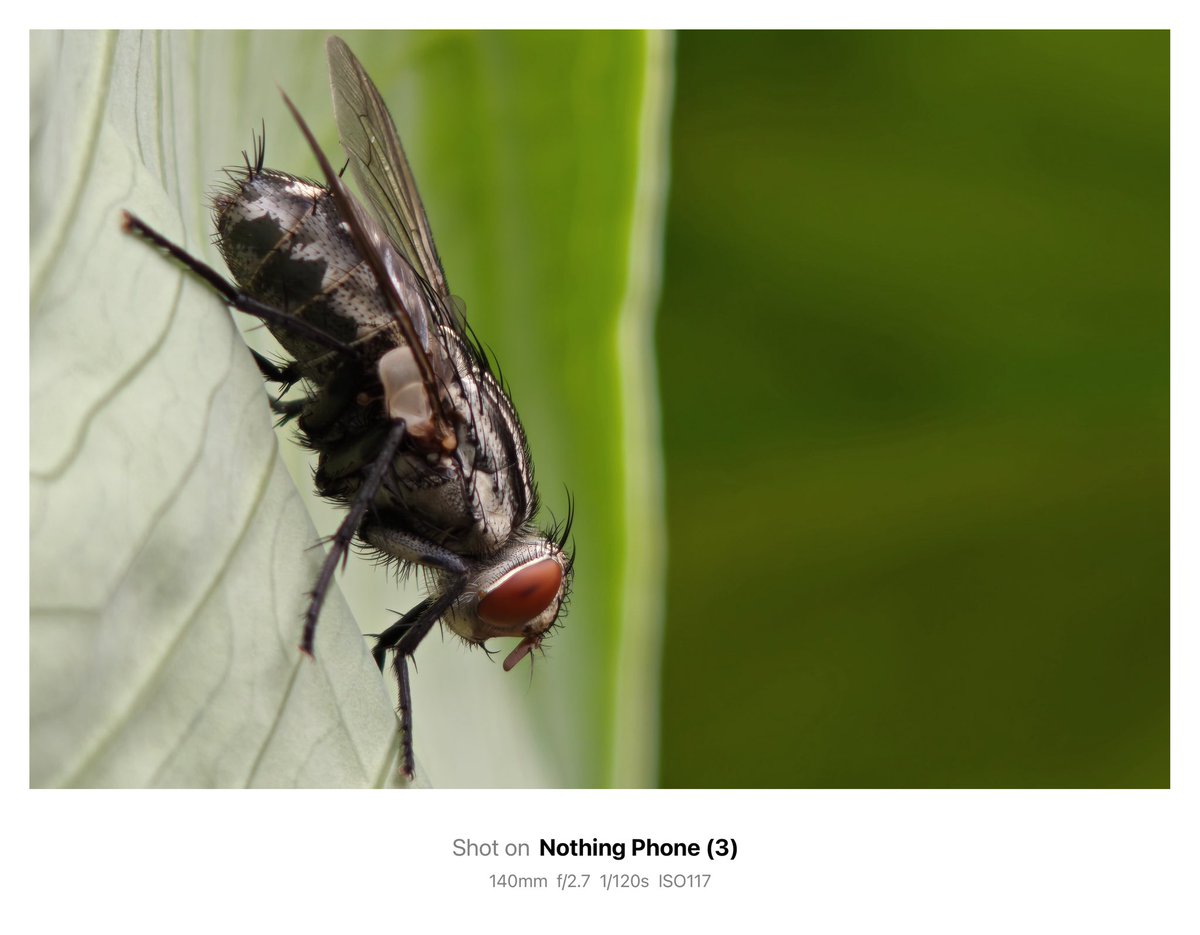 jithin2311's tweet image. Check out these sample photos taken with Nothing Phone (3) in Macro Mode 🌍
Macro photography on the Nothing Phone (3) isn’t just a feature—it’s an experience. Perfect for creators, nature lovers, or anyone who wants to see the world up close and in stunning detail.