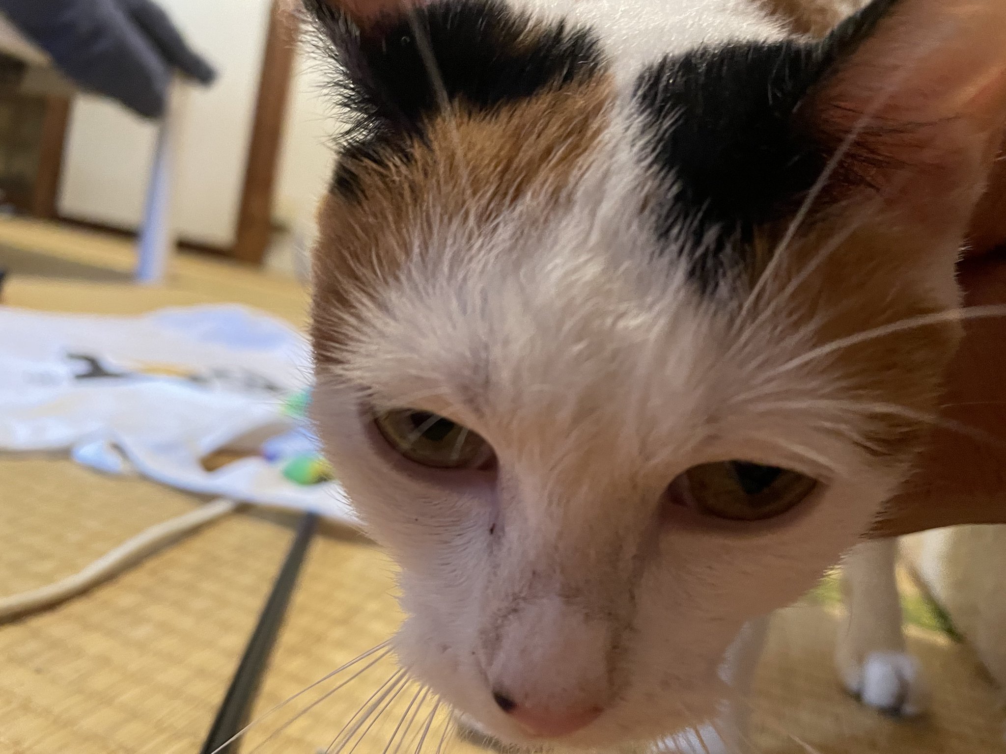 【猫】 にゃんちくだいすきくらぶ on X: 