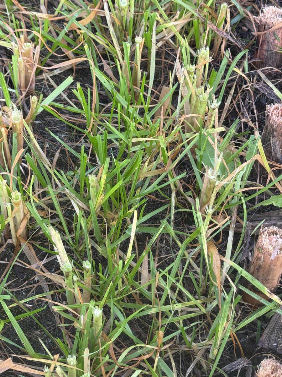 Just got back from Dunedin office to find the boys doing a mid winter oat harvest. 20kg/Ha of Jivet annual ryegrass and 60kg/Ha Milton oats down fert spout, planted together. Ryegrass tiller density looking good for second harvest in September