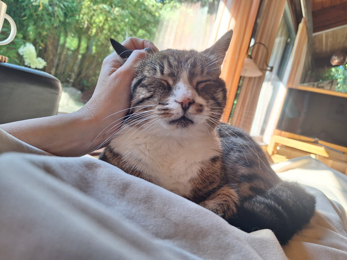 It's sunny and warm outside already. But I insisted that 🎃-Mum has her coffee on the sofa under her blankie. It wouldn't be #caturday without cuddles! ❤️ ~Oscar 

#Hedgewatch
