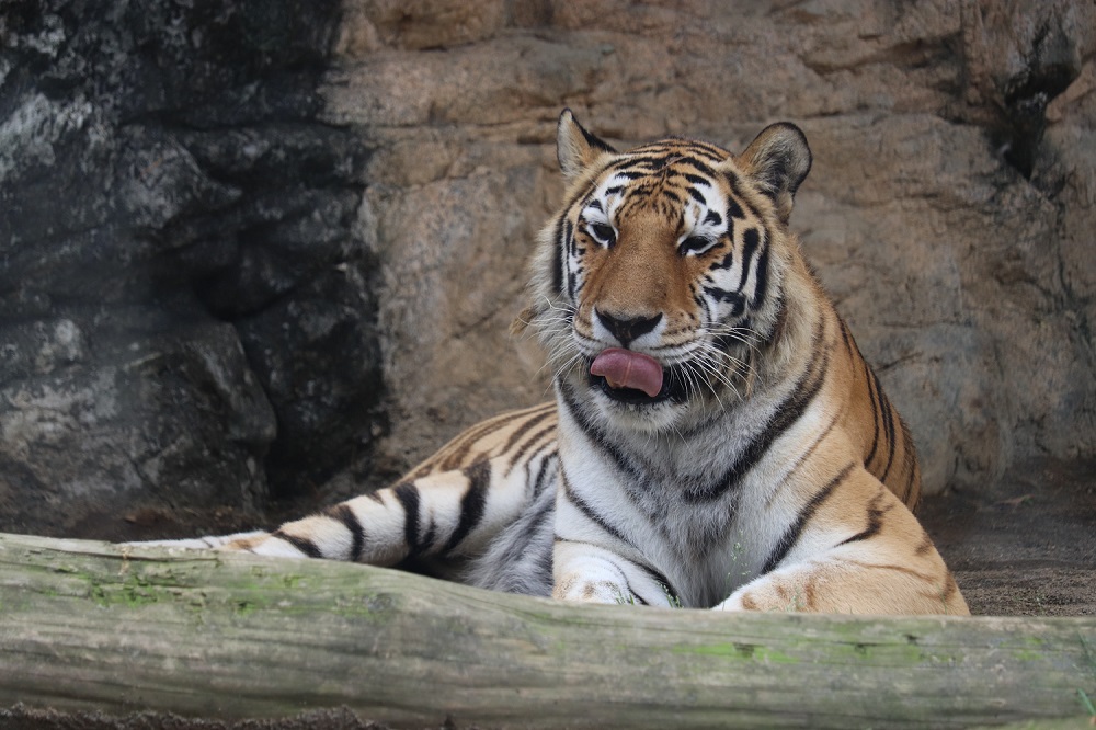 nhdzoo's tweet image. 【イベント】世界トラの日特別イベント🐯
7月29日の『#世界トラの日』にちなみ、令和7年7月27日(日)にアムールトラの特別イベント「バックヤードツアー」を行います!(先着20名)
✅詳細はコチラ
nhdzoo.jp/event/naka.php…
#日本平動物園 #nihondairazoo #アムールトラ