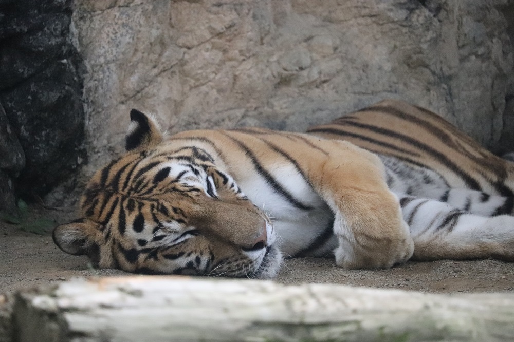 nhdzoo's tweet image. 【イベント】世界トラの日特別イベント🐯
7月29日の『#世界トラの日』にちなみ、令和7年7月27日(日)にアムールトラの特別イベント「バックヤードツアー」を行います!(先着20名)
✅詳細はコチラ
nhdzoo.jp/event/naka.php…
#日本平動物園 #nihondairazoo #アムールトラ