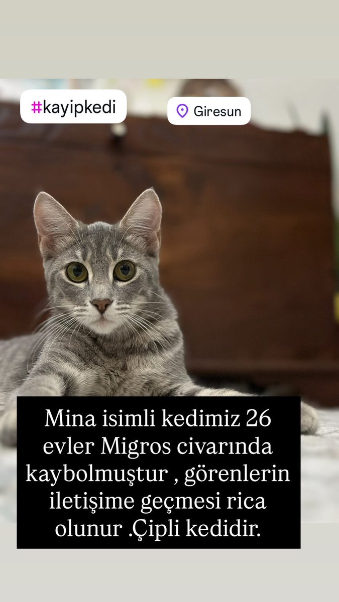 Giresun 26 evler civarında halamın kedisi kaybolmuştur, görenlerin iletişime geçmesi rica olunur.