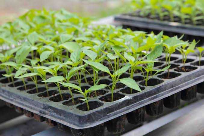 Every big harvest starts with small beginnings!
These seedlings in trays represent precision, care, and the future of productive farming.
#SustainableAgriculture #SeedlingStage #SmartFarming #GrowWithPurpose #AgriInnovation