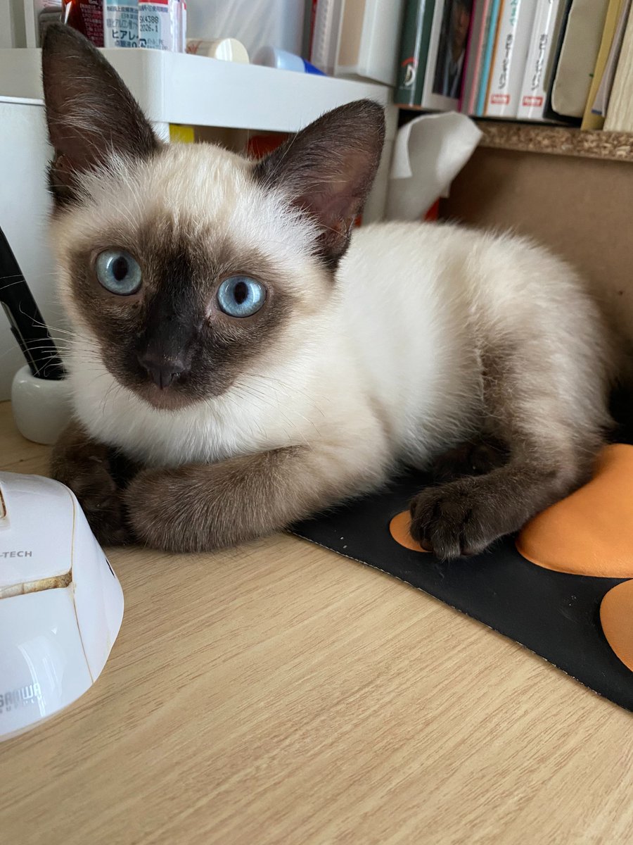 25000 kittens mizuhiro レコード アナログ 猫 名作 25000 kittens mizuhiro レコード アナログ 猫 名作（今日の一冊