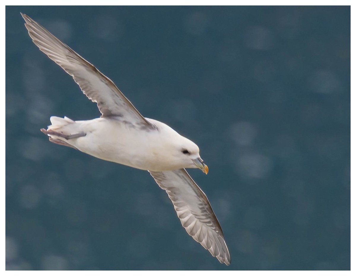grifbag1's tweet photo. Bit late to the main party @Bempton_Cliffs but still plenty of birds about. Great to see a bridled guillemot❤️and the very showy barn owl
#gannet
#fulmar https://t.co/bcygkpgVsw