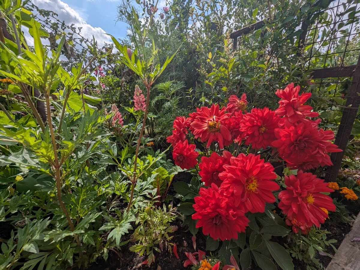 JohnHealey_MP's tweet image. Community gardeners, northern flower farmers and international horticultural experts all together. One show. Unique blend of blooms …2/5