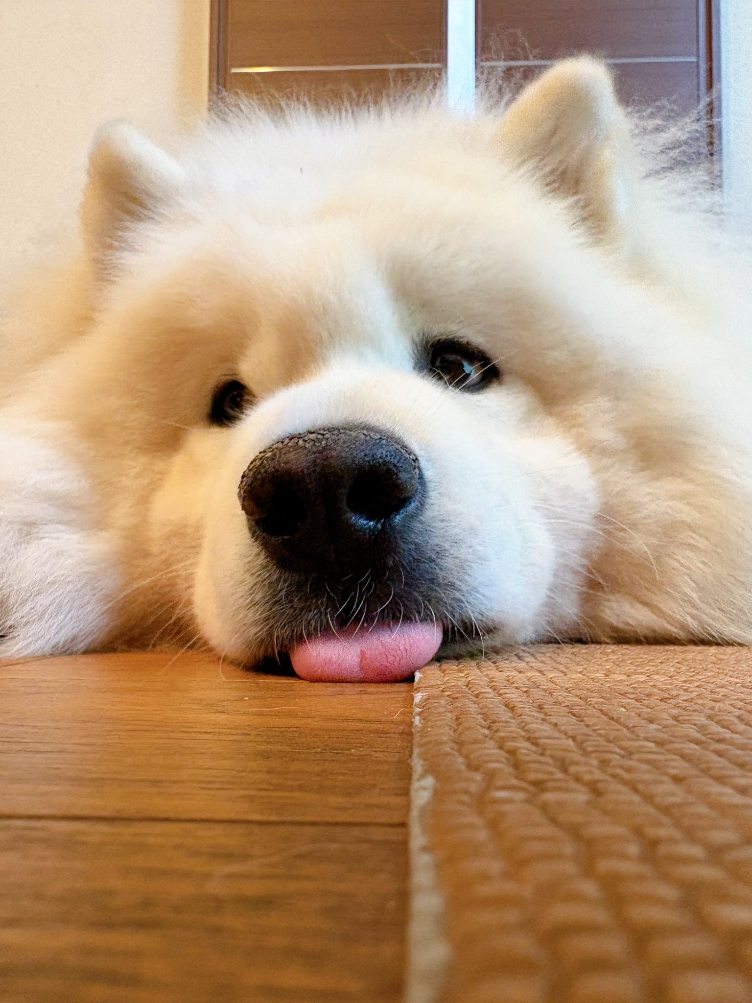 サモエドのサニー (@samoyedsunny) / X