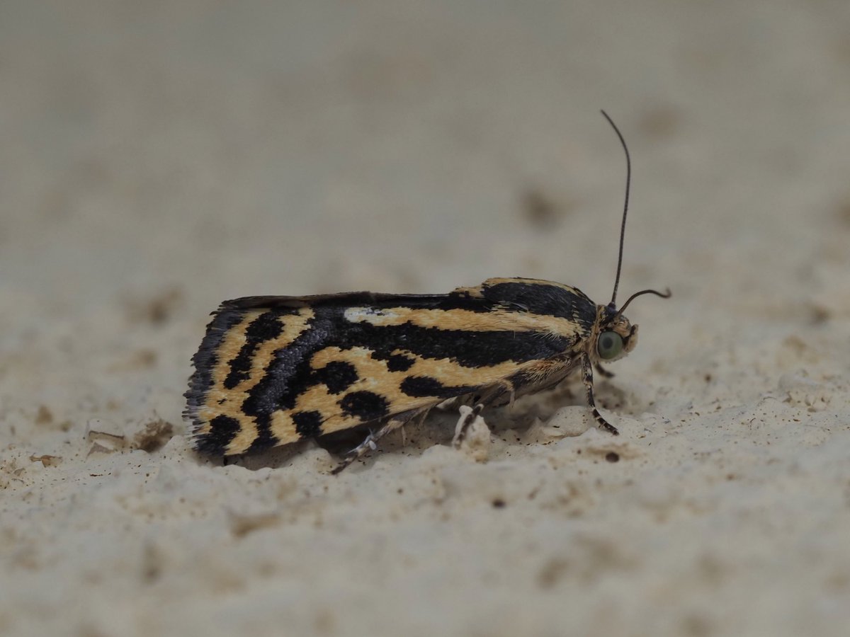 SantaMariaNobella ACQUA カキカキ Aloha Lures アロハルアー イケマ サンマ【ビッグゲームルアーズ