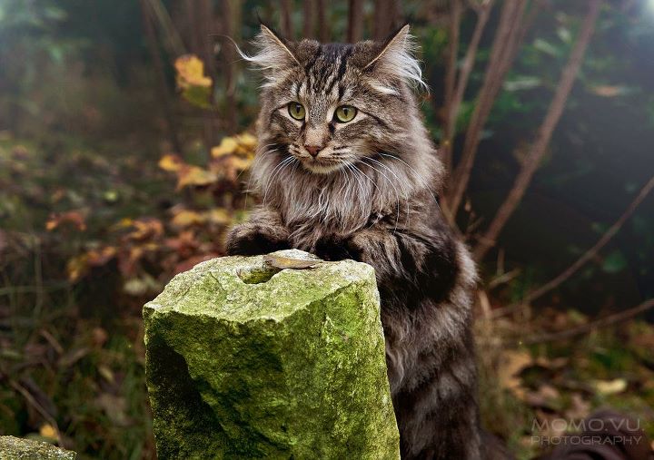 1StevieKilner's tweet image. If a black cat walks towards you, it is bringing you luck. If it's walking away from you, it is taking that luck with it.
Meanwhile, if you meet this in a forest, it's definitely a wizard and will grant you 3 wishes in return from some Dreamies.
#Folklore #Caturday