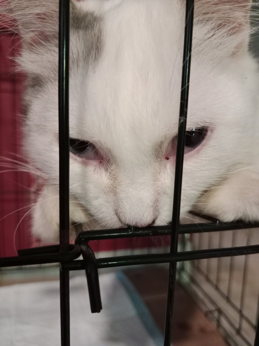 Pusing deh, minum obat susah bener ni bocah harus kejar kejaran dulu 🤦🏻‍♀️