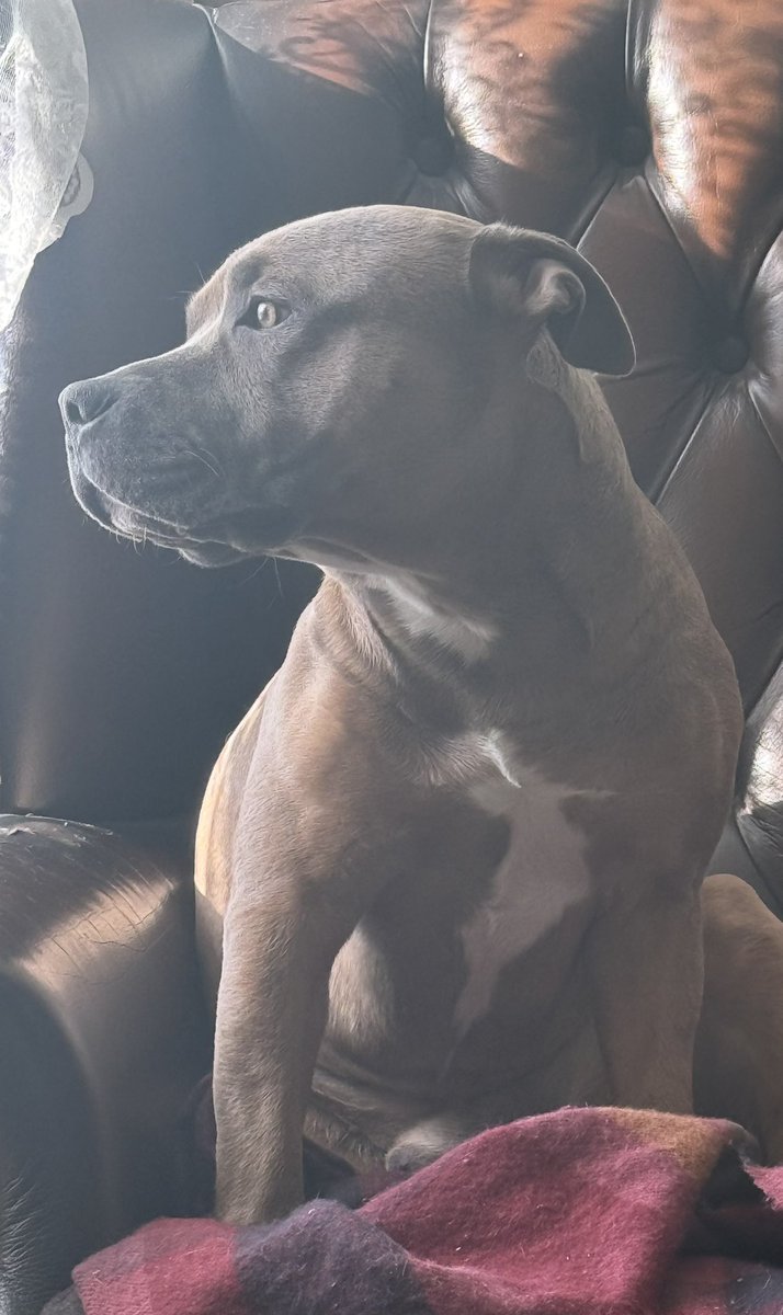 EmRoman74's tweet image. Morning.
Storm seems to skirted round us, was wondering how his Nibs would react to the first proper one in his 18 months, wagging his tail like our last dog or shaking like a constipated greyhound.