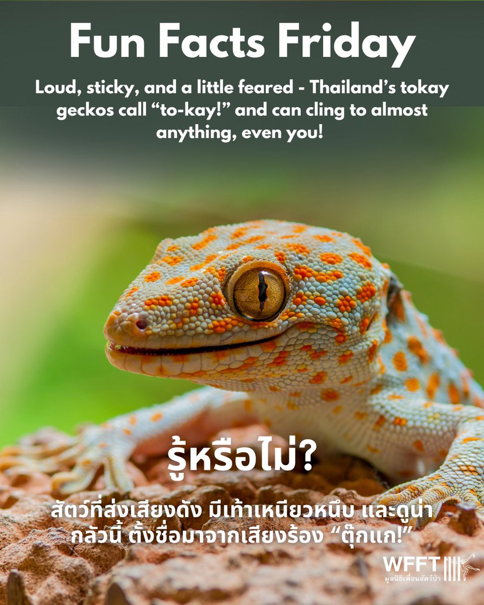 WFFThailand's tweet photo. 🦎#DidYouKnow #TokayGeckos can shout “to-kay!” loud enough to be heard 50m away? That’s how they got their name! With sticky feet & strong jaws, they can cling to your skin. In Thai folklore, they won’t let go until it thunders! 😅
👉 https://t.co/ovlNrmsgFt
#AnimalFacts https://t.co/meM9t6Y6Ak
