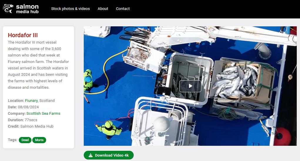 TheGAAIA's tweet image. Unlike salmon farmers, the camera never lies. Here's video footage showing why @scotseafarms wants to stop the public finding out the truth @ScotlandSalmon
Thanks to @AnimalEquality, Abolish Salmon Farming and Salmon Media Hub for groundtruthing the greenwash @rspcaassured