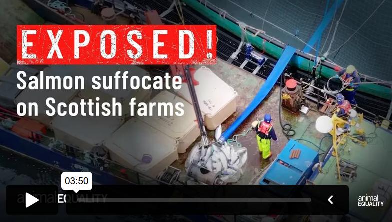 TheGAAIA's tweet image. Unlike salmon farmers, the camera never lies. Here's video footage showing why @scotseafarms wants to stop the public finding out the truth @ScotlandSalmon
Thanks to @AnimalEquality, Abolish Salmon Farming and Salmon Media Hub for groundtruthing the greenwash @rspcaassured