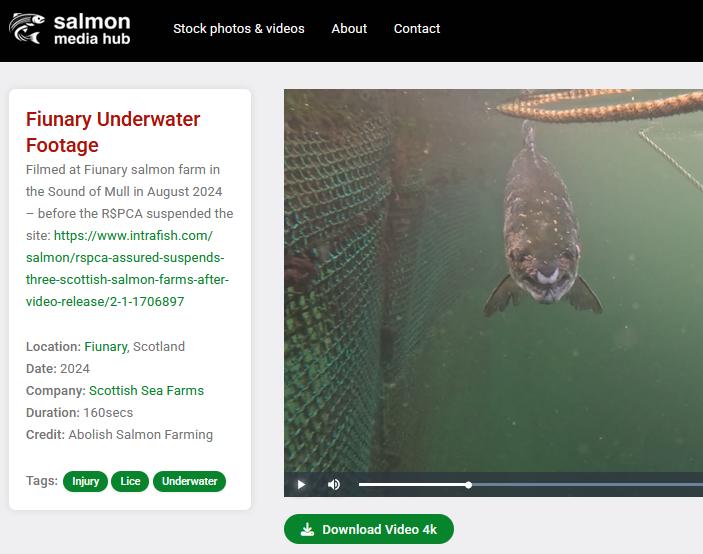 TheGAAIA's tweet image. Unlike salmon farmers, the camera never lies. Here's video footage showing why @scotseafarms wants to stop the public finding out the truth @ScotlandSalmon
Thanks to @AnimalEquality, Abolish Salmon Farming and Salmon Media Hub for groundtruthing the greenwash @rspcaassured