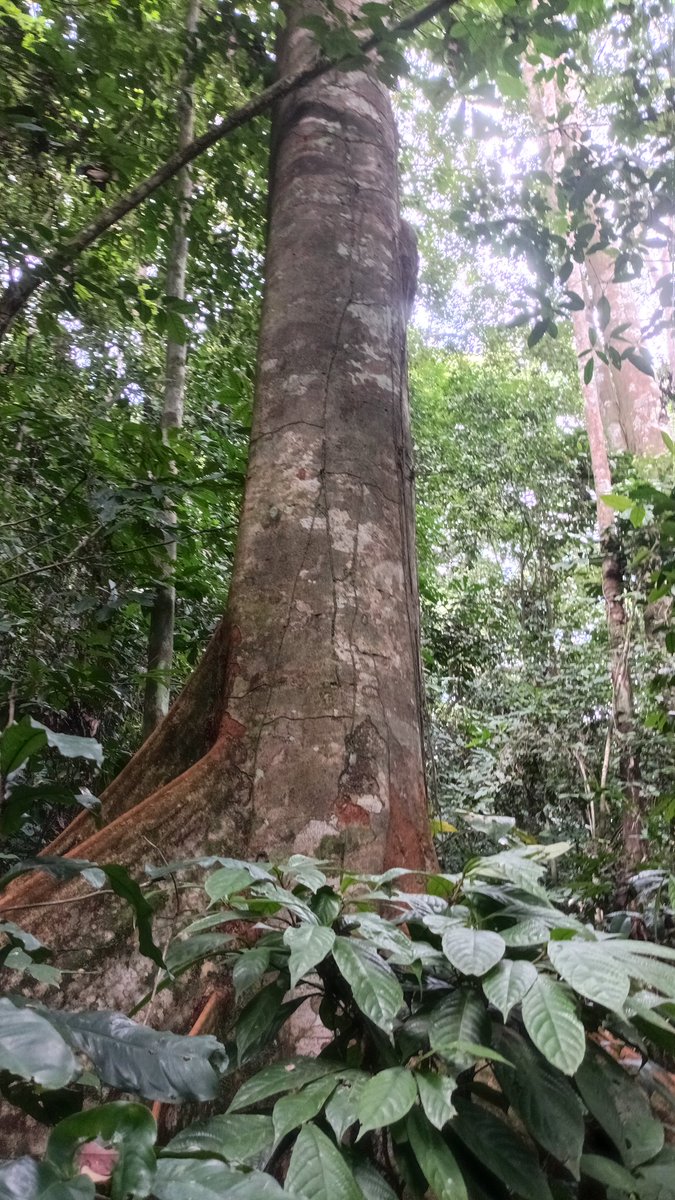 Money can’t replace nature. When the last tree is cut, the last fish gone, &amp; streams poisoned, we lose everything. Act now: support reforestation, clean energy, &amp; ocean protection! #ClimateChange #EcoActivism"