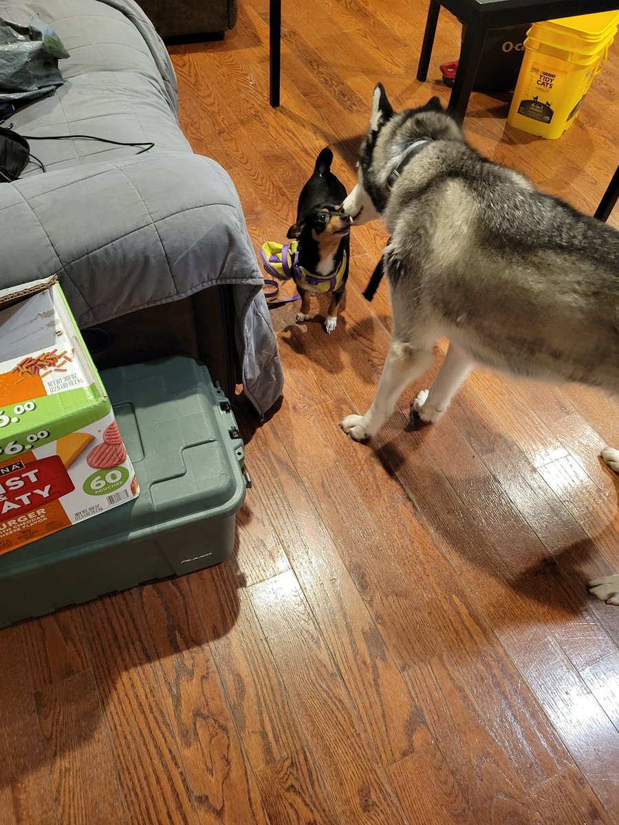 He’s had Ace for weeks which I am beyond grateful for. Nug looks happy to see big Ace Man. 😂💗😍