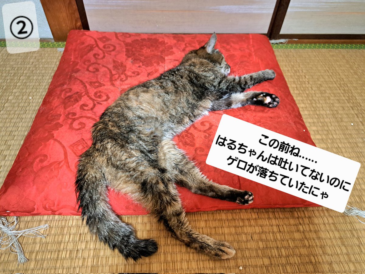 猫 mqdefault.jpg