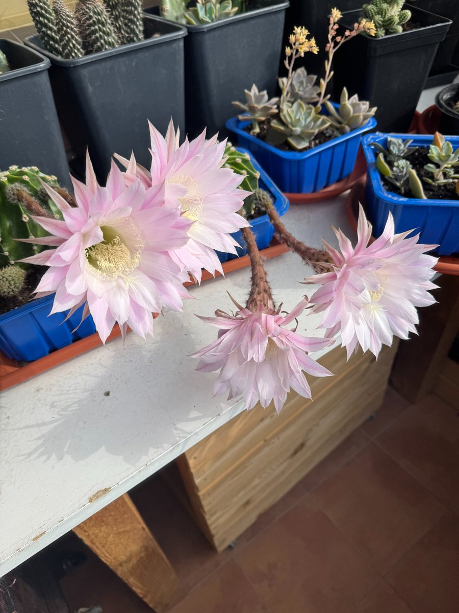 Buenos días desde Zaragoza.
La respuesta a la pregunta de hoy Teresa Ribera.

#AgropopularPACRIP