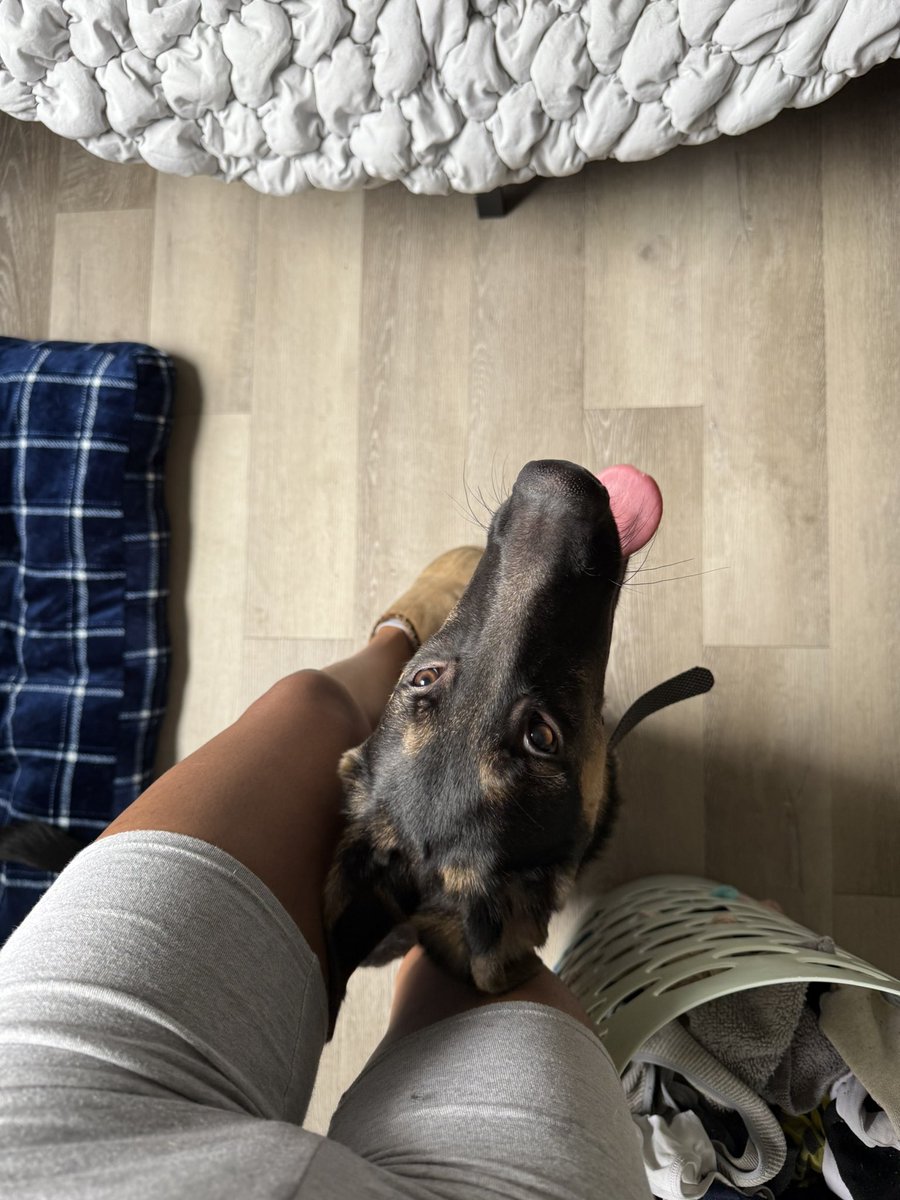 aspenshalon's tweet photo. Probably needed a hug but got a german shepherd puppy instead 🙂‍↔️🙂‍↕️ https://t.co/nNaZadsFvR