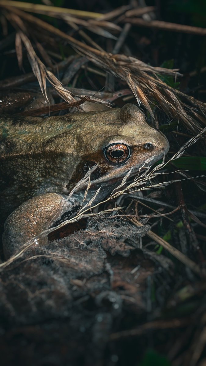 psychoticstate's tweet image. 🖤🖤🖤 Do frogs or toads ever close their eyes to sleep? 🐸
#NaturePhotography #NatureBeauty