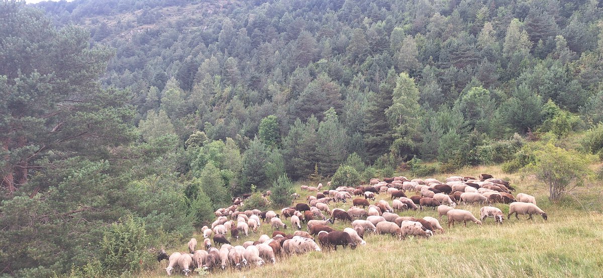 Abans de sortir al coll,primer toca creuar i pelar les feixes, són de mal fer però mica en mica es van aclarint. Anar xurracant algun pi i/o ginebró i, les ovelles, sempre les ovelles.