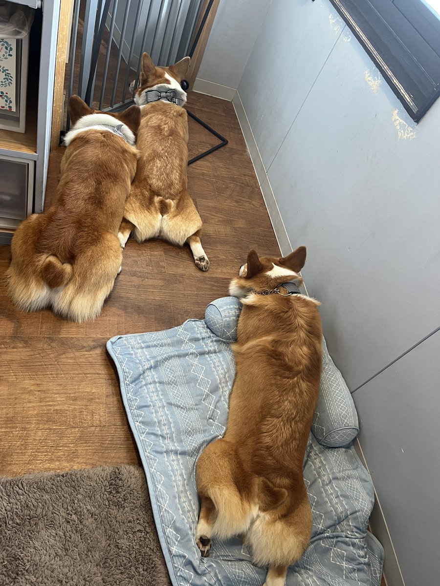 angenombril's tweet photo. お久しぶりです。

やる気のない看板犬です。 https://t.co/0ELcJhuVCa