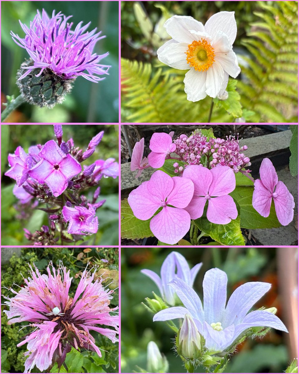 ElizAthertonSop's tweet image. Lots of pinks for #SixOnSaturday, plus a little friend hiding!
#Flowers #Gardening #FlowerHunting