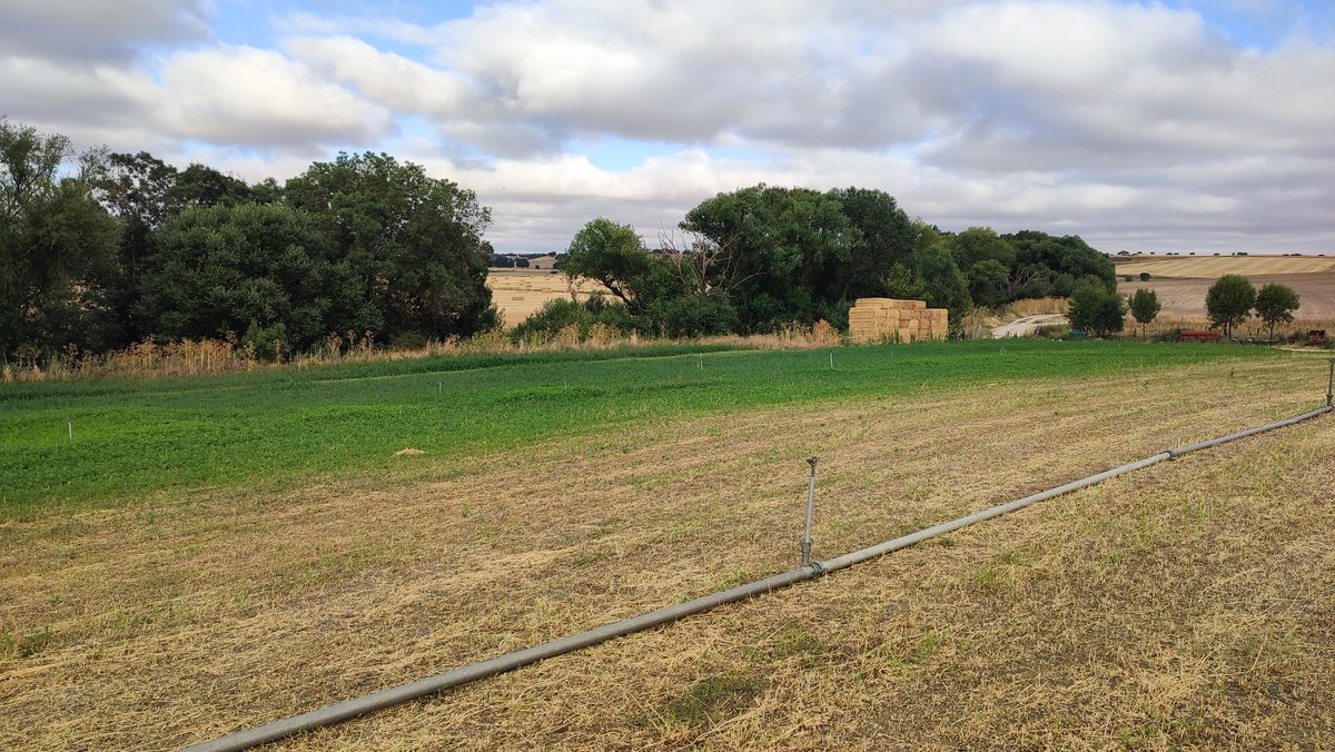 Bernardo Garcia Diaz 🇪🇸 (@bernard_gd) on Twitter photo #AgropopularPACRIP Buenos días desde Santiago de la Puebla en Salamanca, tenemos 18°C en una mañana fresquita y los cielos parcialmente cubiertos, aún así preparando para regar la alfalfa <a href="/agropopular/">AGROPOPULAR</a> #AgropopularPACRIP Buenos días desde Santiago de la Puebla en Salamanca, tenemos 18°C en una mañana fresquita y los cielos parcialmente cubiertos, aún así preparando para regar la alfalfa <a href="/agropopular/">AGROPOPULAR</a>