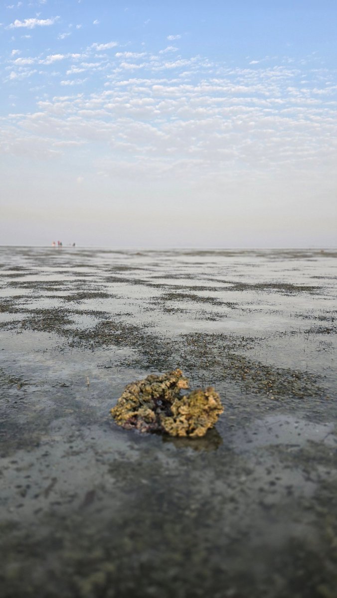 لحظات من الاستمتاع بأجواء ساحل جزيرة تاروت  بجوار قريتي الربيعية