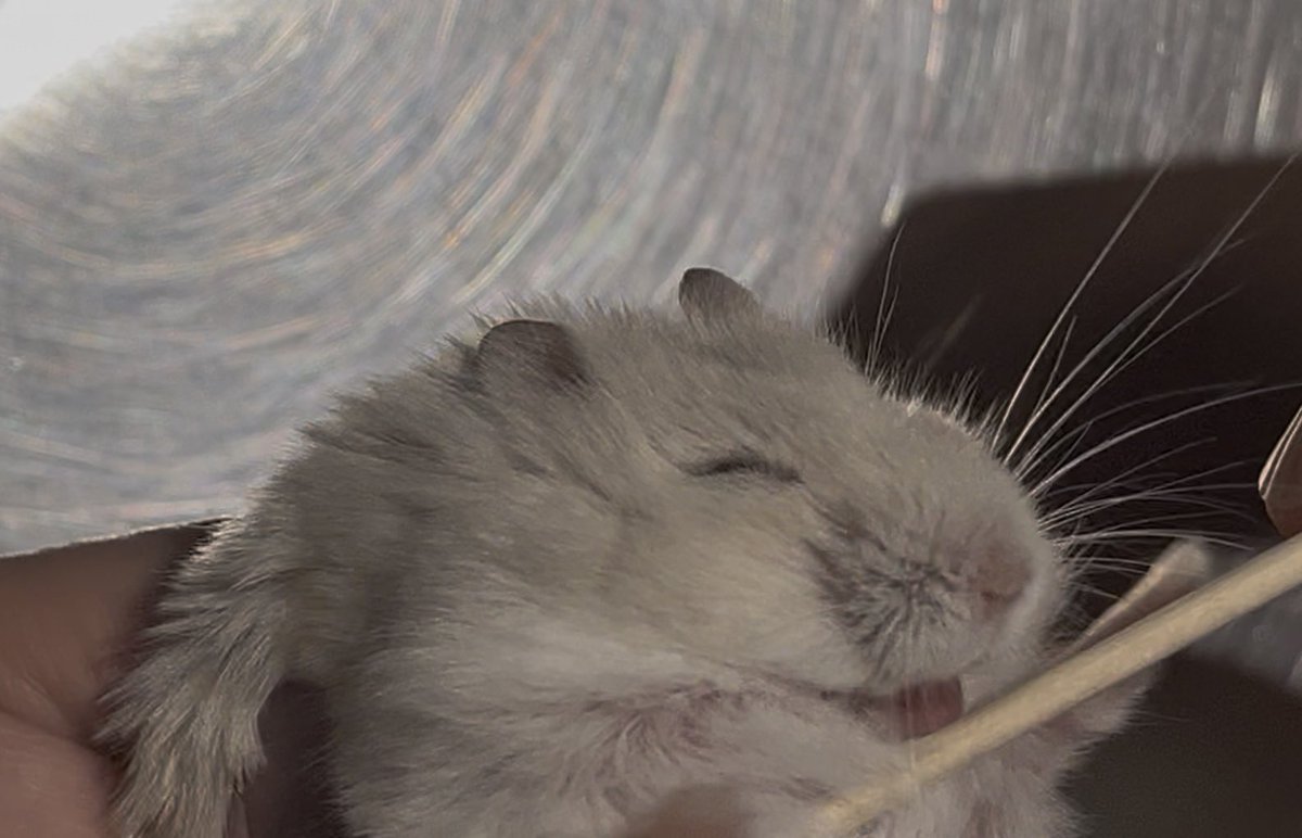 pigpickincake's tweet image. パーちゃん病院行ってきた
症状改善！